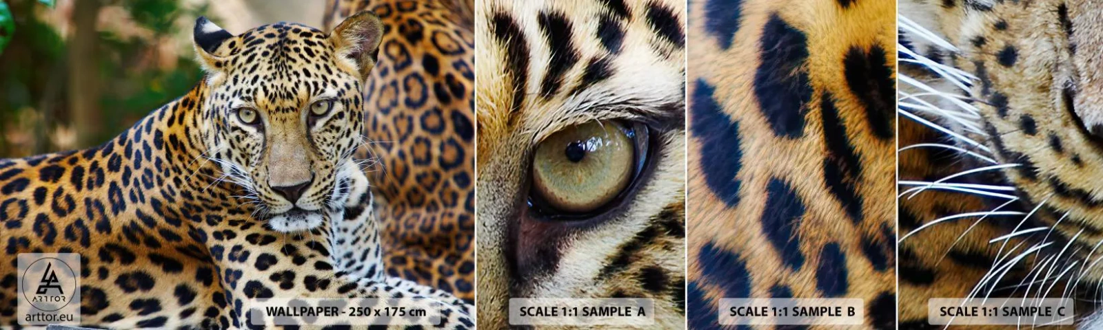 Fototapeta Próbka Standard Eco - Dziki i spokojny - Zwierzęta, Lampart, Afryka - 100x30 cm