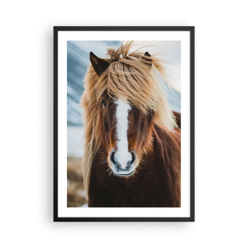Plakat w czarnej ramie - Zbliżenie na konia islandzkiego z rozwianą grzywą na tle natury - 50x70cm - Czujesz wolność? - Nowoczesna dekoracja ścienna do salonu i sypialni ARTTOR