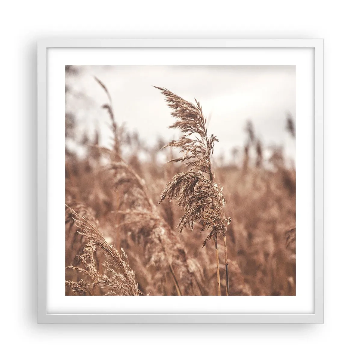 Plakat w białej ramie - Na polach już jesień - 50x50 cm