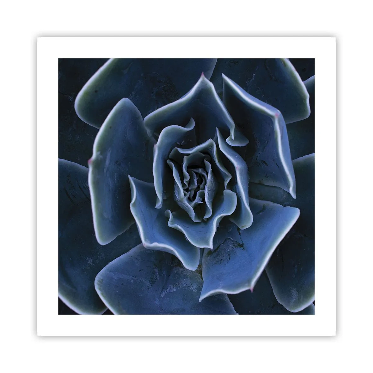 Plakat - Kwiat pustyni - 50x50 cm