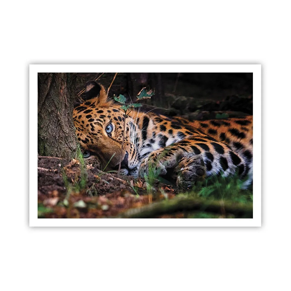 Plakat - Leżący lampart w cieniu drzew - 100x70cm - Zaufaj mi - Nowoczesna dekoracja ścienna do salonu i sypialni ARTTOR