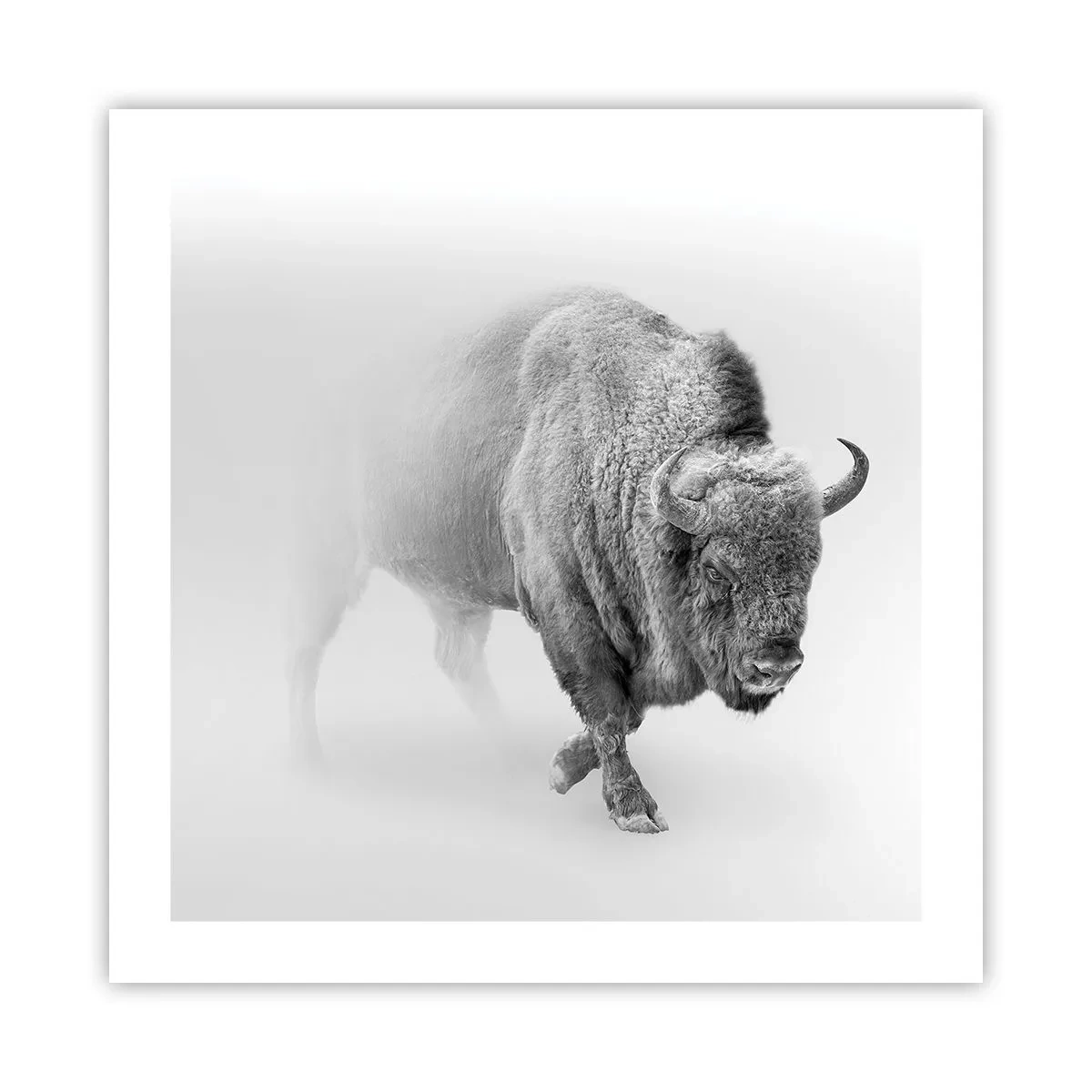 Plakat - Król prerii - 50x50 cm