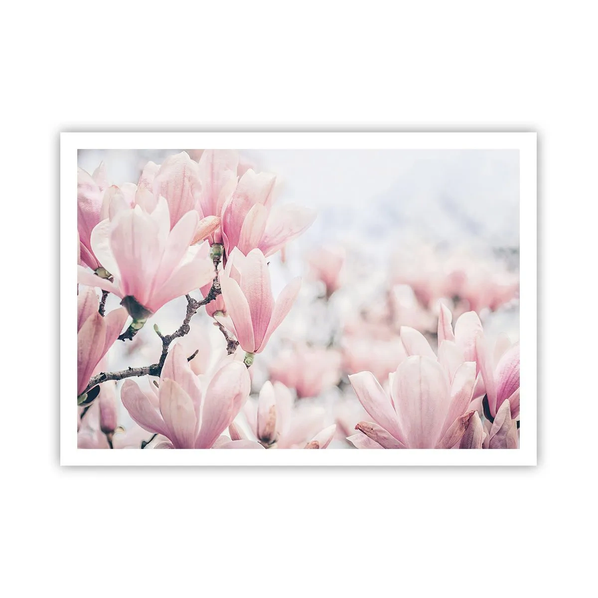 Plakat - Subtelne kwiaty magnolii w delikatnych różowych odcieniach - 100x70cm - Ideał subtelności - Nowoczesna dekoracja ścienna do salonu i sypialni ARTTOR