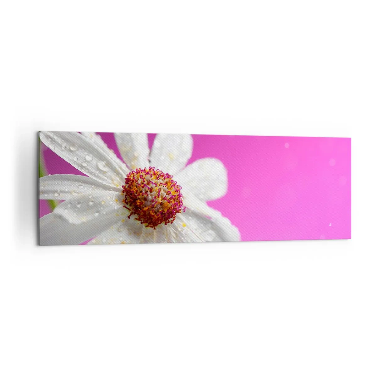 Obraz na płótnie - Biała stokrotka pokryta kroplami wody na różowym tle - 160x50cm - Skromny w swojej urodzie - Nowoczesna dekoracja ścienna do salonu i sypialni ARTTOR