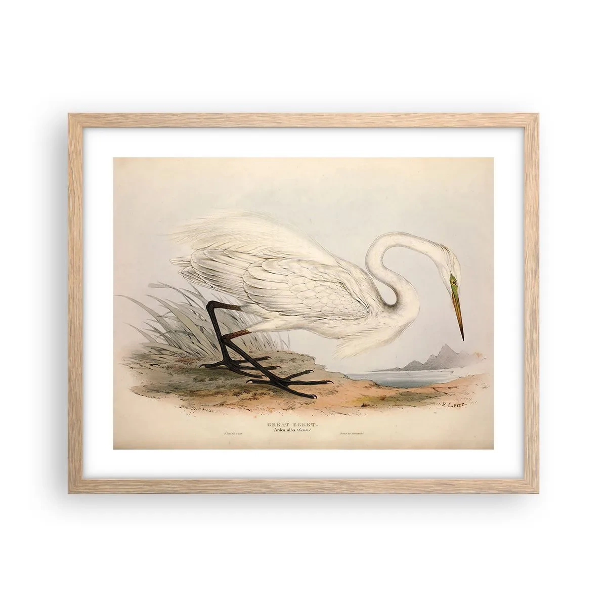 Plakat w ramie jasny dąb - Pani na szuwarach - 50x40 cm