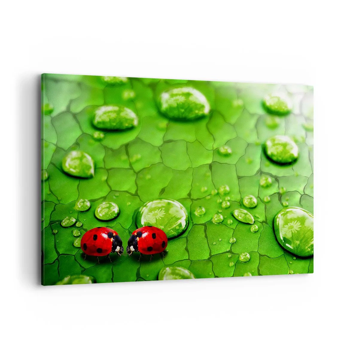 Obraz na płótnie - Dwie biedronki na liściu z kroplami wody w makrofotografii - 120x80cm - Spotkanie w zieleni - Nowoczesna dekoracja ścienna do salonu, kuchni i sypialni ARTTOR
