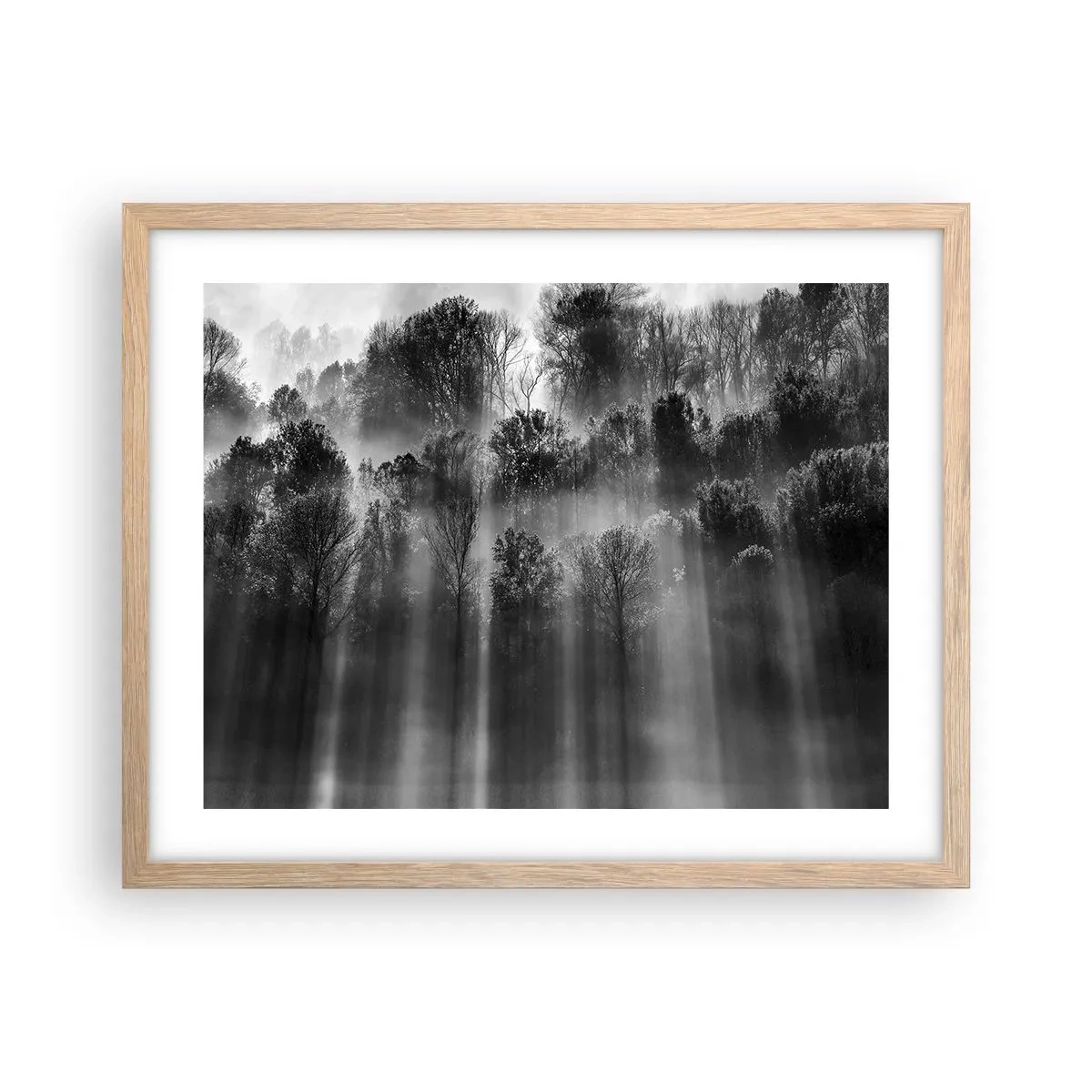Plakat w ramie jasny dąb - W strumieniach światła - 50x40 cm