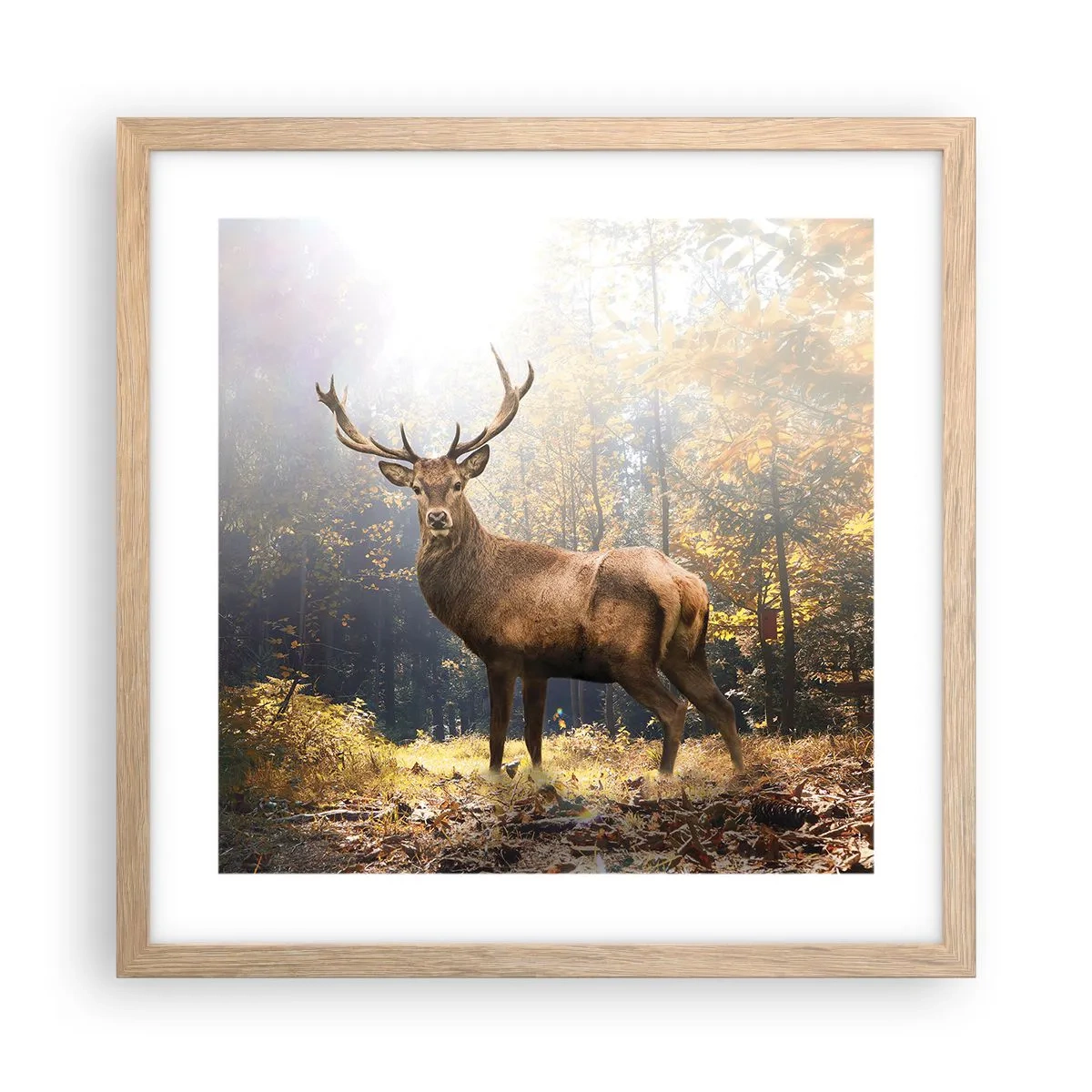 Plakat w ramie jasny dąb - W pełnym majestacie - 40x40 cm