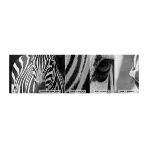 Fototapeta Próbka Premium Canvas - Świat jest czarno-biały - Zwierzęta, Zebra, Czarno-Biały - 100x30 cm