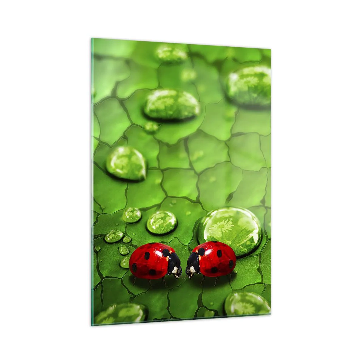 Obraz na szkle - Dwie biedronki na zielonym liściu z kroplami wody - 50x70cm - Spotkanie w zieleni - Nowoczesna dekoracja ścienna do salonu, kuchni i sypialni ARTTOR
