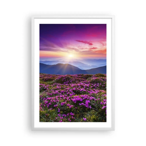 Plakat w białej ramie - Ziół zapachniały świeże pęki od niw - 50x70 cm