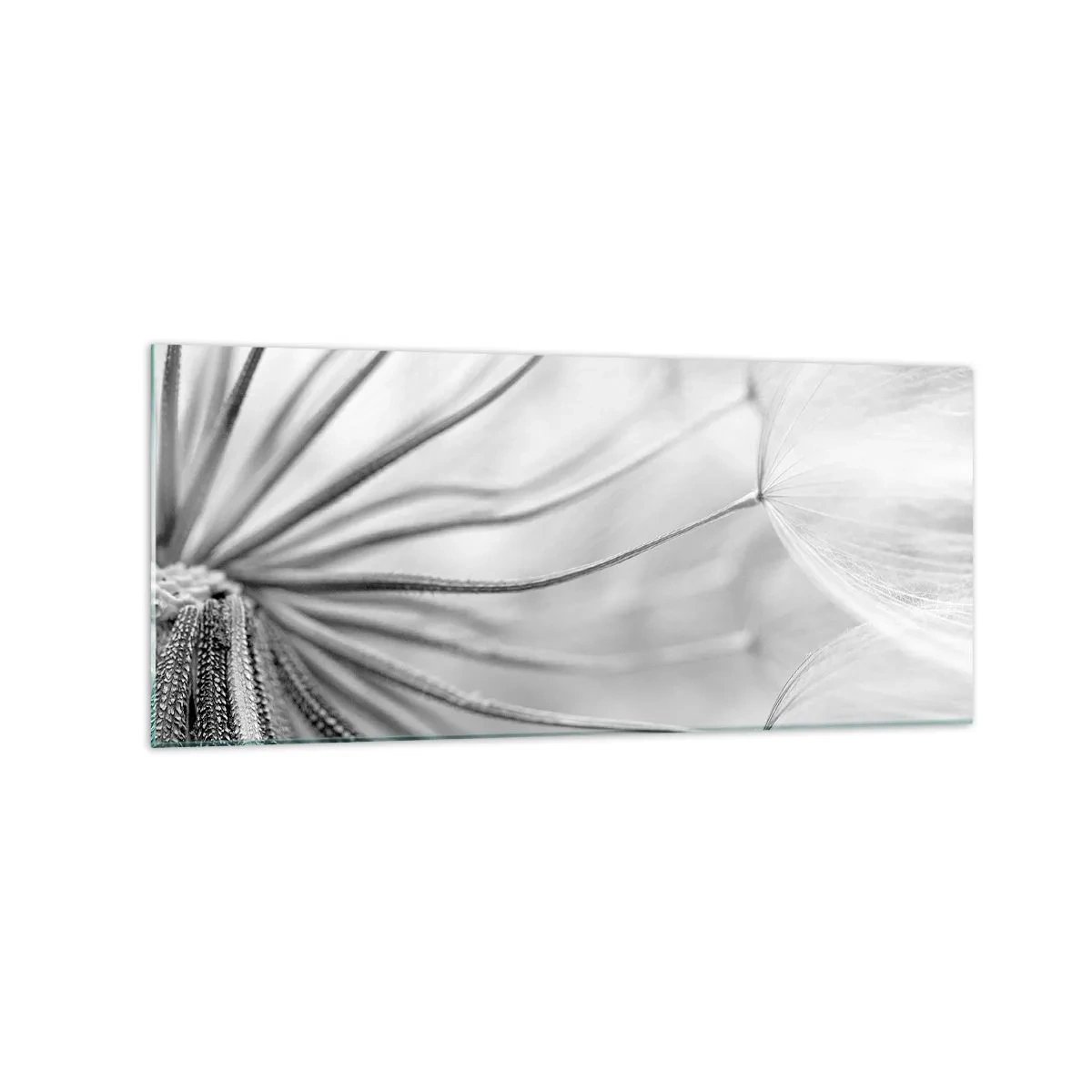 Obraz na szkle - Delikatne dmuchawce w czarno-białej tonacji - 120x50cm - Dmuchawce, latawce - Nowoczesna dekoracja ścienna do salonu i sypialni ARTTOR