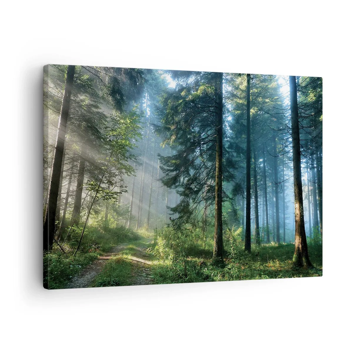 Obraz na płótnie - Leśna ścieżka oświetlona promieniami porannego słońca - 70x50cm - Rozpromieniony o poranku - Nowoczesna dekoracja ścienna do salonu i sypialni ARTTOR