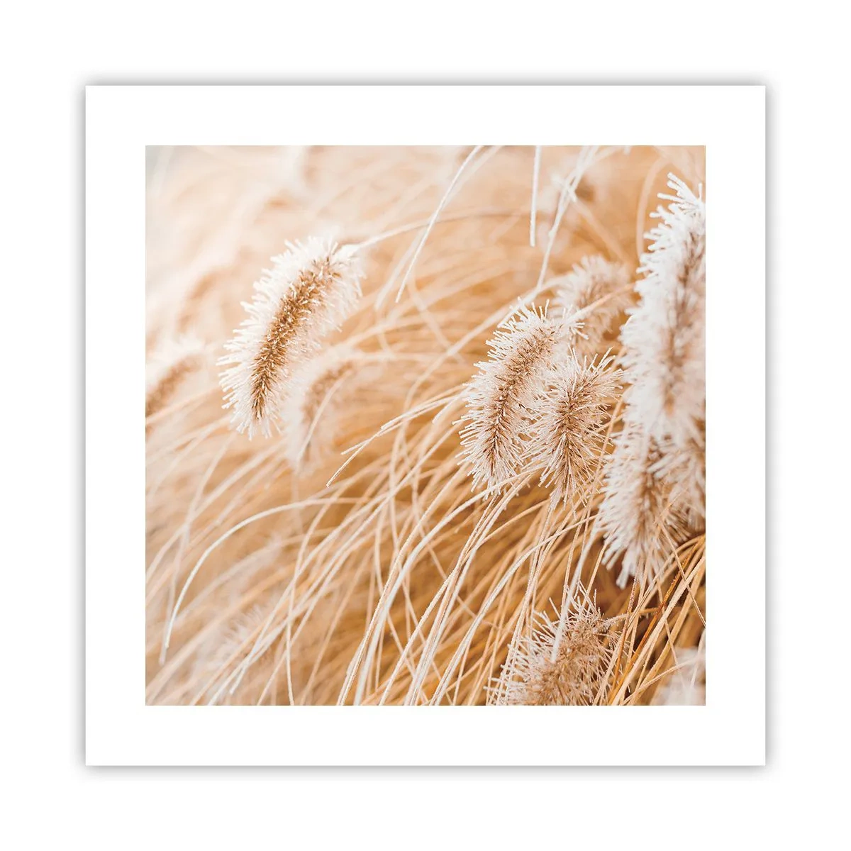 Plakat - Złoty szelest traw - 40x40 cm