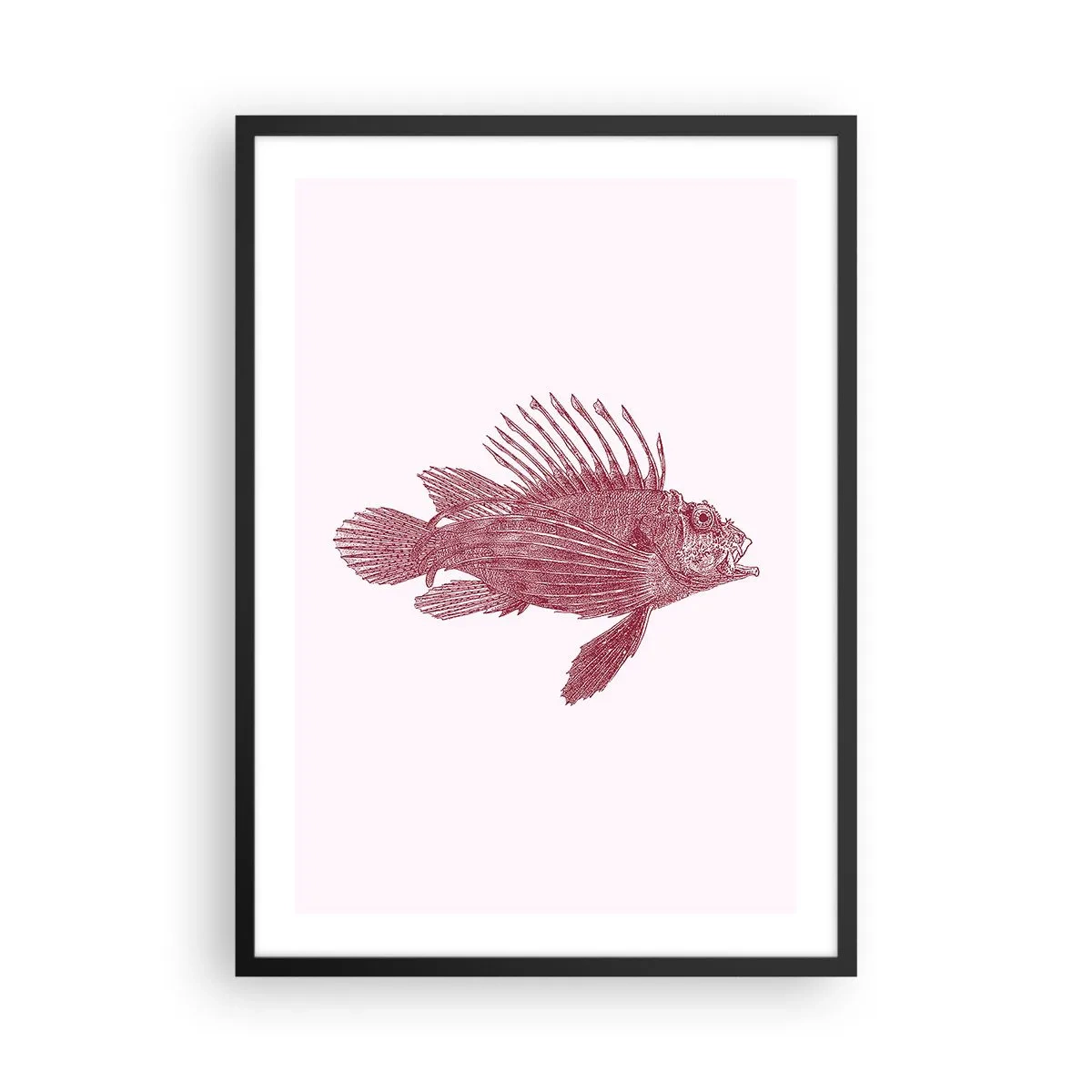 Plakat w czarnej ramie - Rysunek ryby w stylu vintage na jasnym tle - 50x70cm - Mieszkanka egzotycznych wód - Nowoczesna dekoracja ścienna do salonu i sypialni ARTTOR