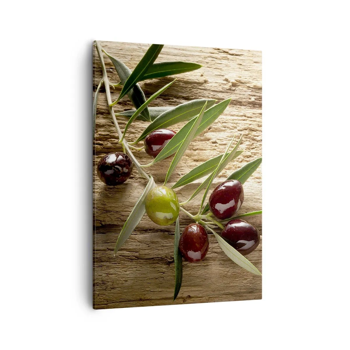 Obraz na płótnie - Gałązka oliwna na drewnianym tle - 50x70cm - Prosto od natury - Nowoczesna dekoracja ścienna do salonu, kuchni i sypialni ARTTOR
