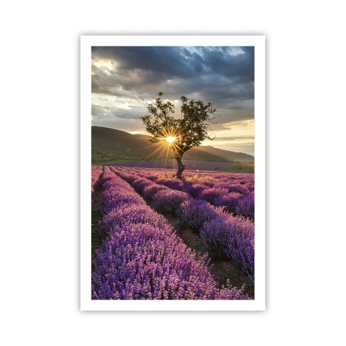 Plakat - Aromat w kolorze lila - 61x91 cm