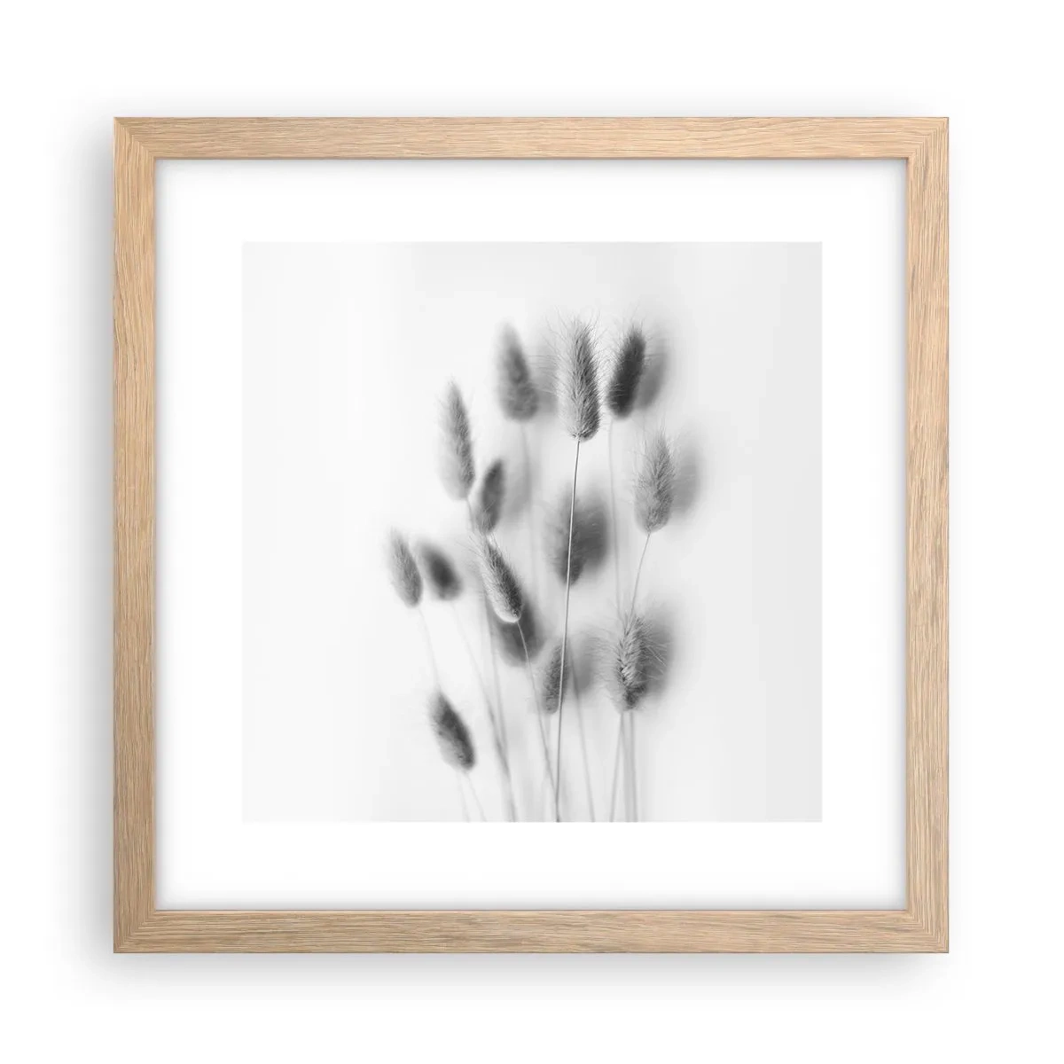 Plakat w ramie jasny dąb - Jej puszystość trawa - 30x30 cm