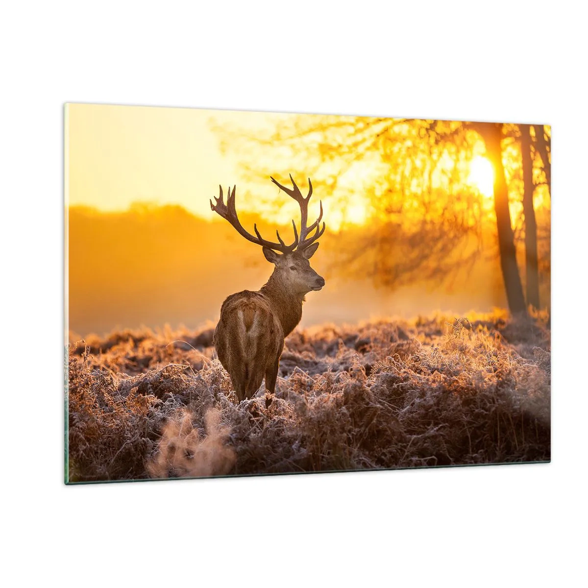 Obraz na szkle - Jeleń w promieniach wschodzącego słońca - 120x80cm - Król jesiennego lasu - Nowoczesna dekoracja ścienna do salonu, kuchni i sypialni ARTTOR