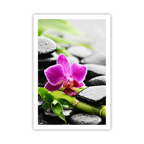 Plakat - W spokojnej równowadze - 61x91 cm