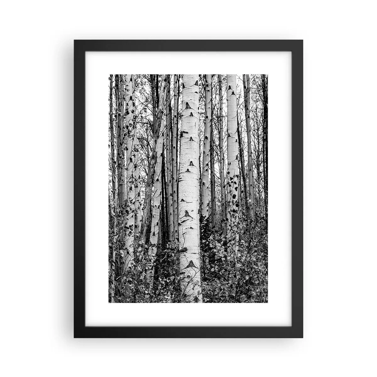 Plakat w czarnej ramie - Brzozowa kolumnada - 30x40 cm