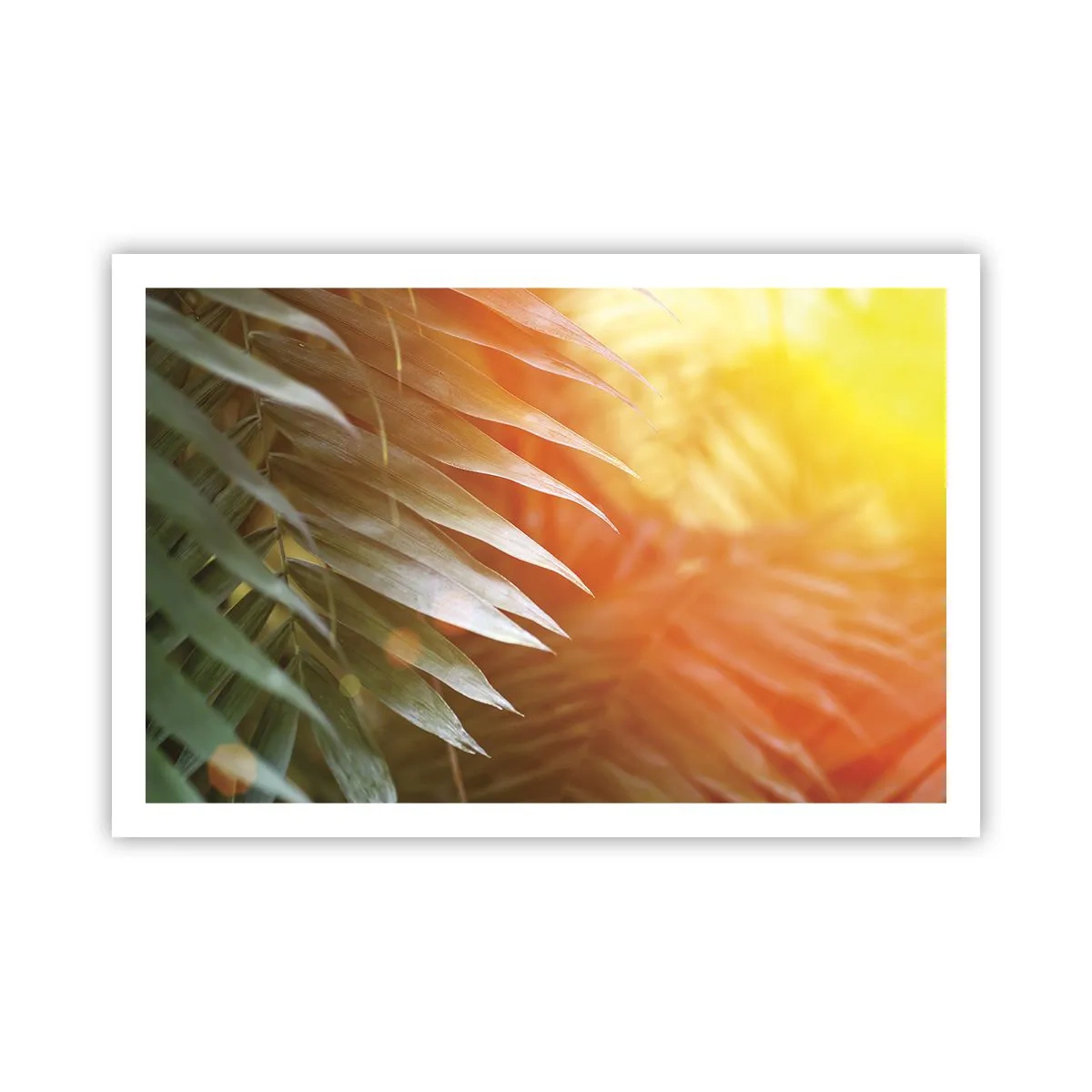 Plakat - Poranek w dżungli - 91x61 cm
