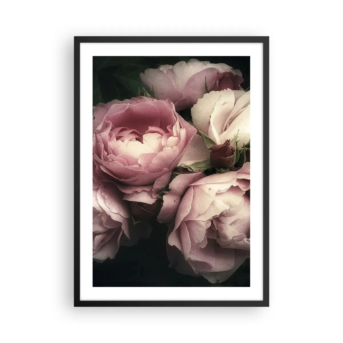 Plakat w czarnej ramie - Różowe piwonie w eleganckiej, klasycznej aranżacji - 50x70cm - Czar belle epoque - Nowoczesna dekoracja ścienna do salonu i sypialni ARTTOR