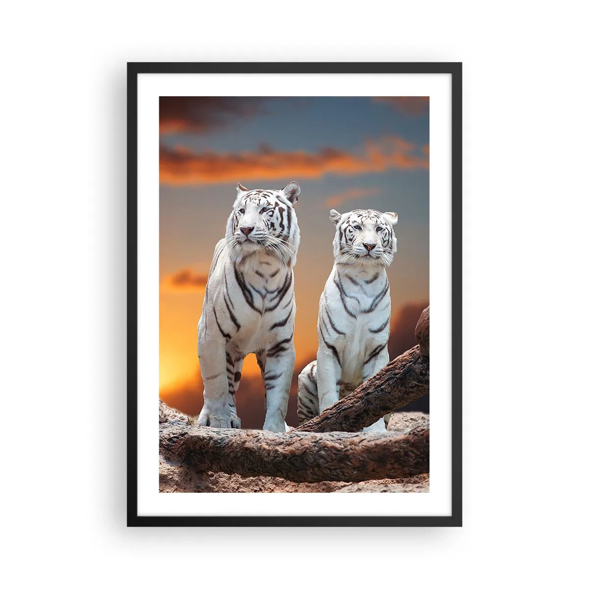 Plakat w czarnej ramie - Białe tygrysy na tle zachodzącego słońca - 50x70cm - Zupełnie jak w Narni - Nowoczesna dekoracja ścienna do salonu i sypialni ARTTOR