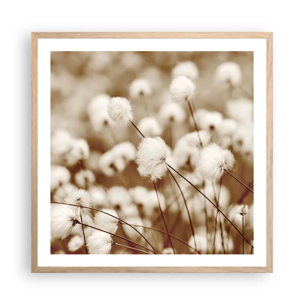 Plakat w ramie jasny dąb - Puszysty łan - 60x60 cm