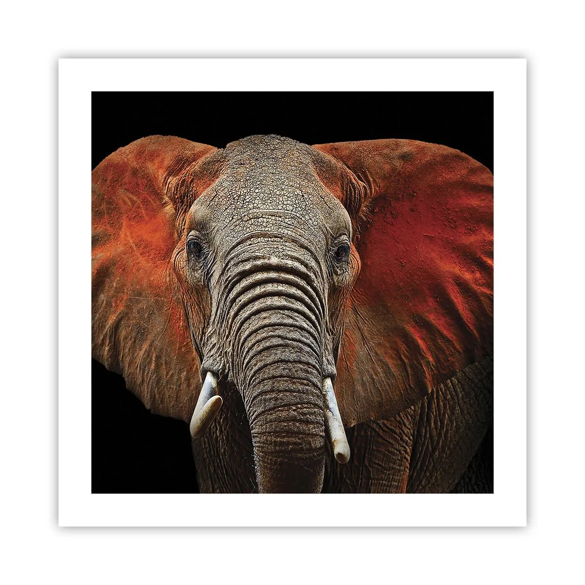 Plakat - Jestem dziki, a ty? - 50x50 cm