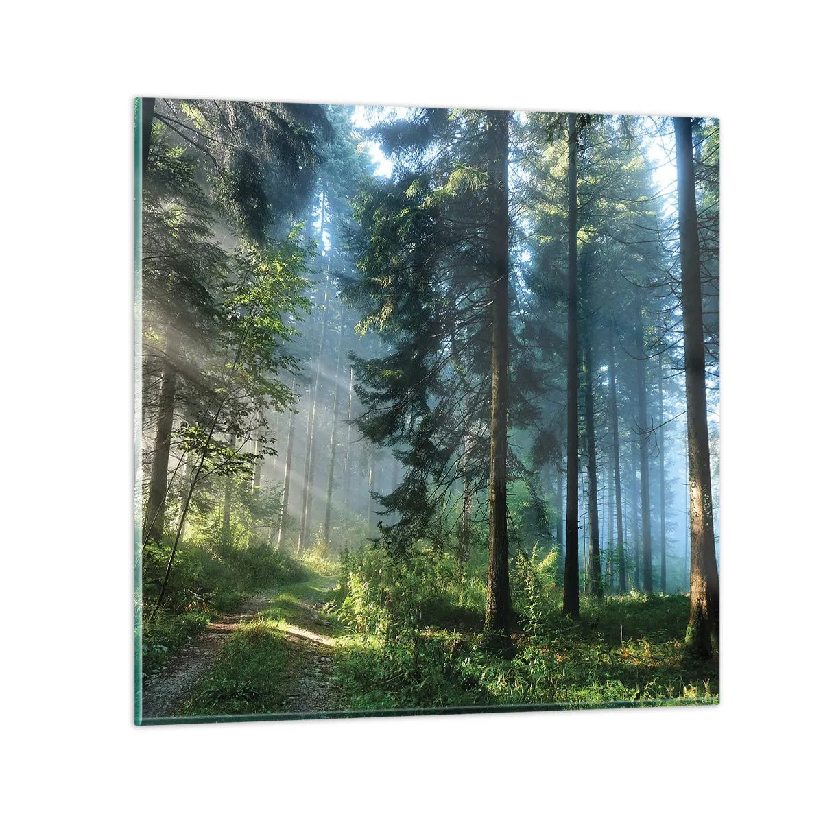 Obraz na szkle - Rozpromieniony o poranku - 70x70 cm