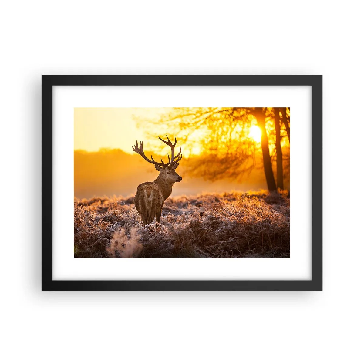 Plakat w czarnej ramie - Król jesiennego lasu - 40x30 cm
