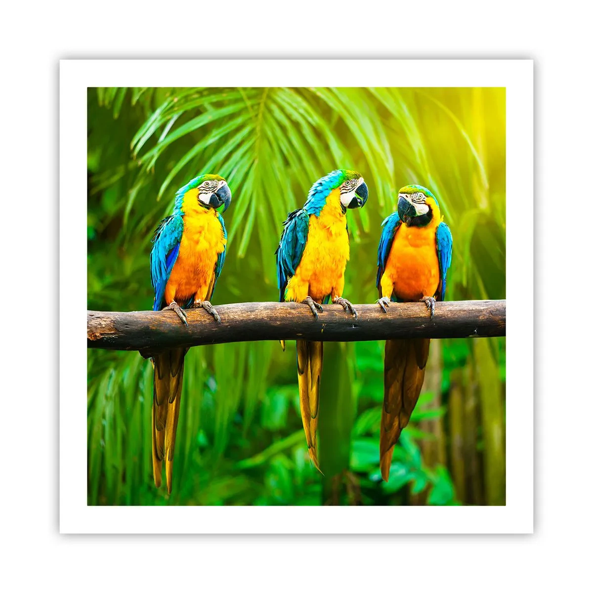 Plakat - A słyszałaś, że ona…? - 60x60 cm