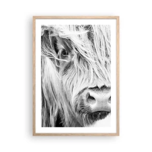Plakat w ramie jasny dąb - Szkocka dzikość - 50x70 cm