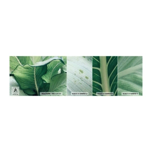 Fototapeta Próbka Samoprzylepna Deluxe Sticker - Życie intensywnie zielone - Liście, Egzotyczny, Botaniczny - 100x30 cm