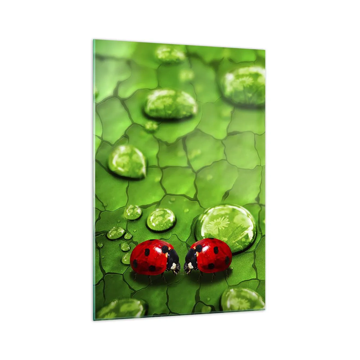 Obraz na szkle - Dwie biedronki na liściu z kroplami wody w makrofotografii - 70x100cm - Spotkanie w zieleni - Nowoczesna dekoracja ścienna do salonu i sypialni ARTTOR