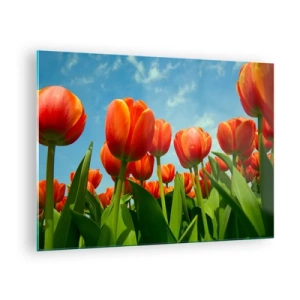 Obraz na szkle - Pole czerwonych tulipanów pod błękitnym niebem - 70x50cm - Oprócz błękitnego nieba nic im w życiu nie potrzeba - Nowoczesna dekoracja ścienna do salonu i sypialni ARTTOR