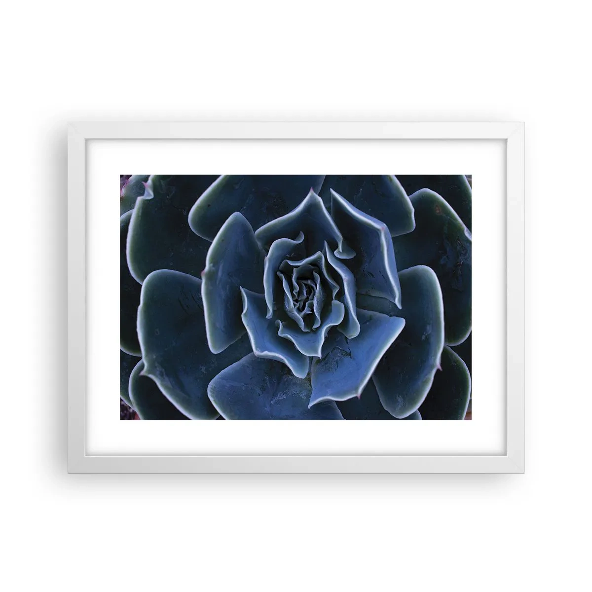 Plakat w białej ramie - Kwiat pustyni - 40x30 cm