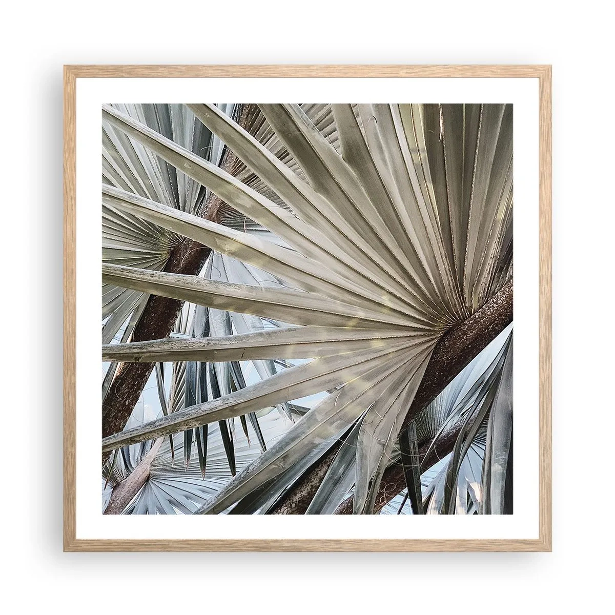 Plakat w ramie jasny dąb - Wachlarze w tropikach - 60x60 cm