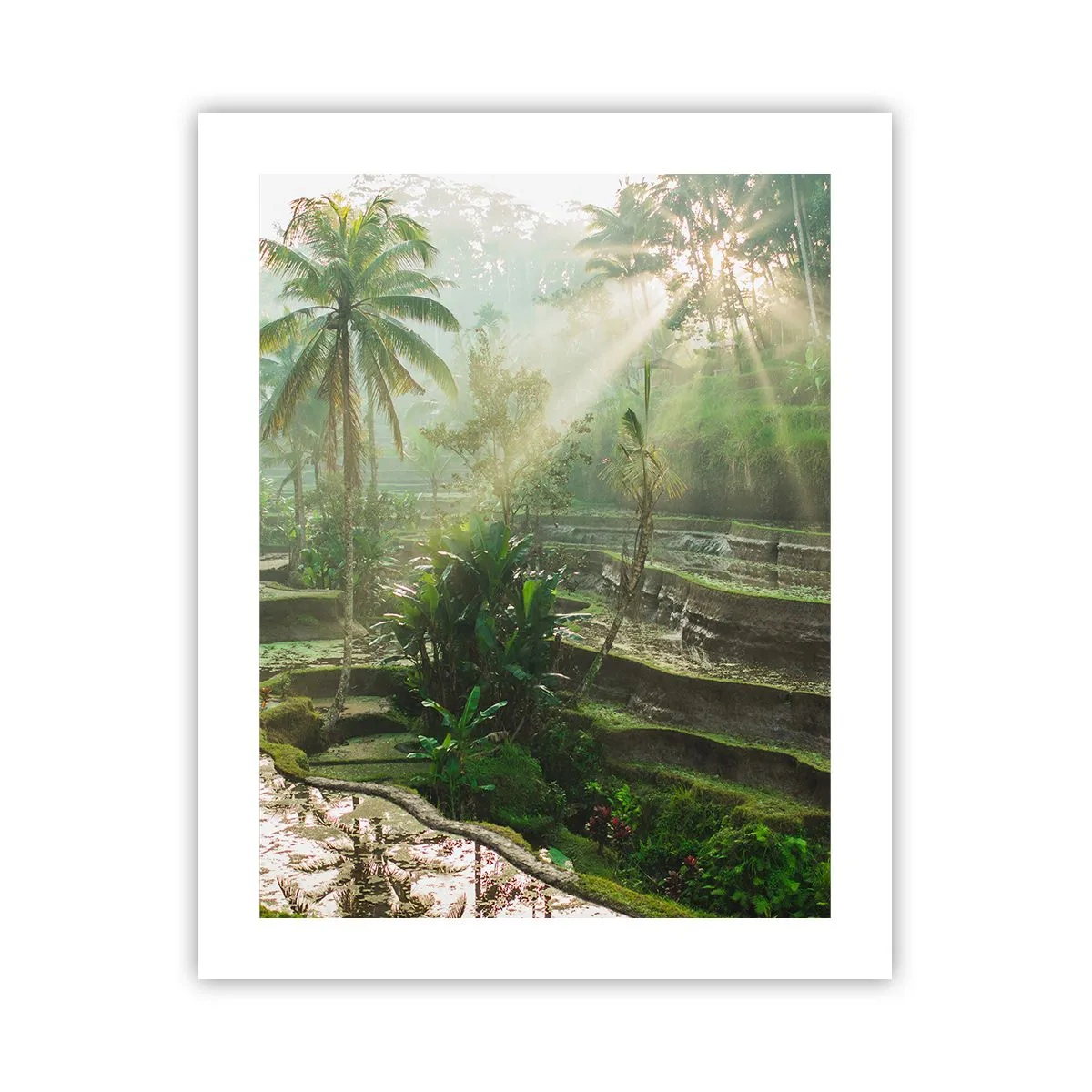 Plakat - Dorastać w słońcu - 40x50 cm