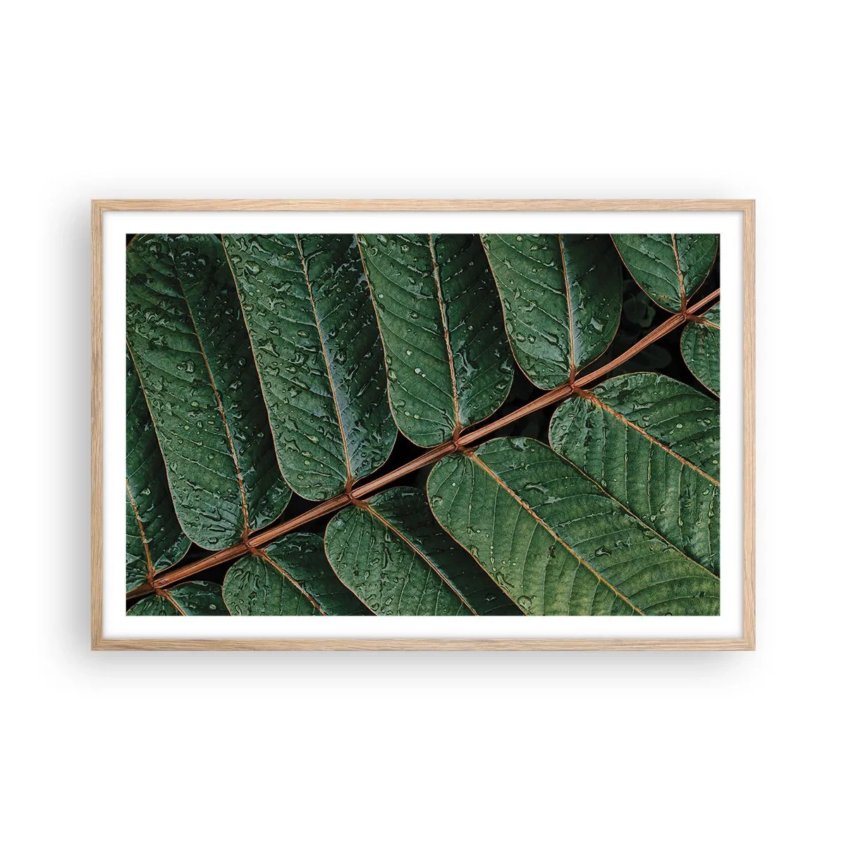 Plakat w ramie jasny dąb - W zielonym rytmie - 91x61 cm