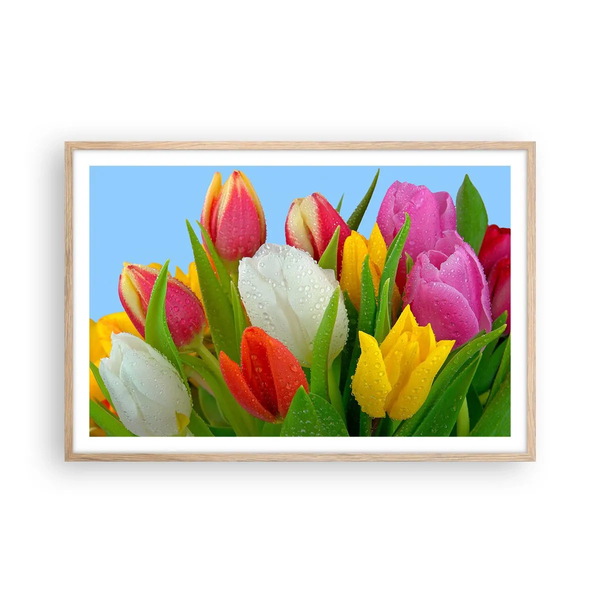 Plakat w ramie jasny dąb - Kwiatowa tęcza w kroplach rosy - 91x61 cm