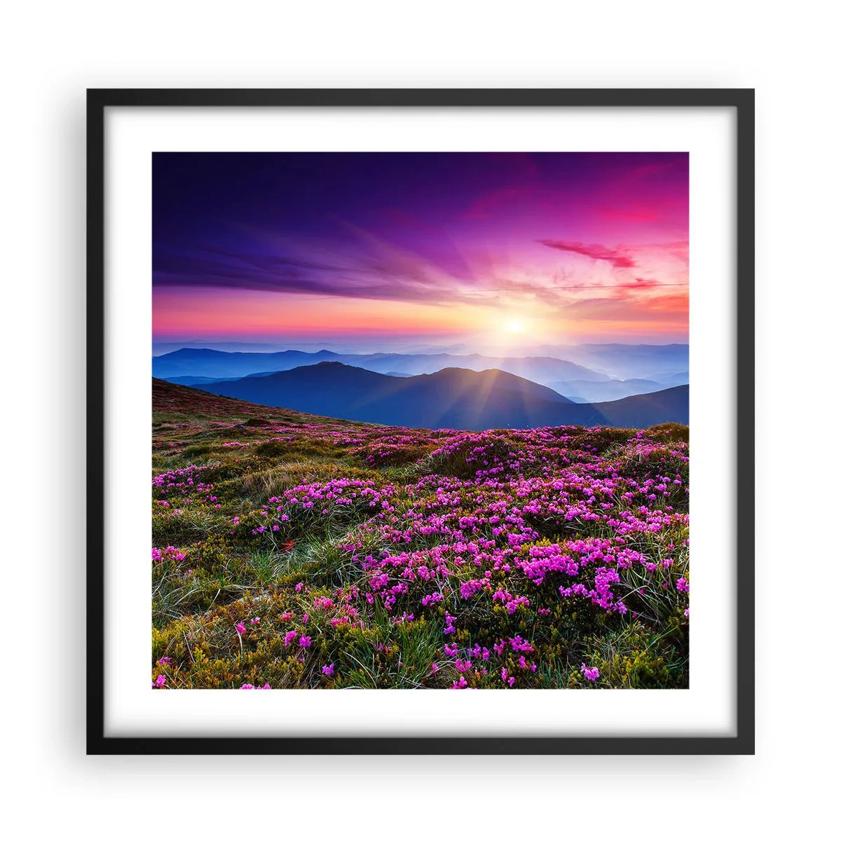 Plakat w czarnej ramie - Ziół zapachniały świeże pęki od niw - 50x50 cm