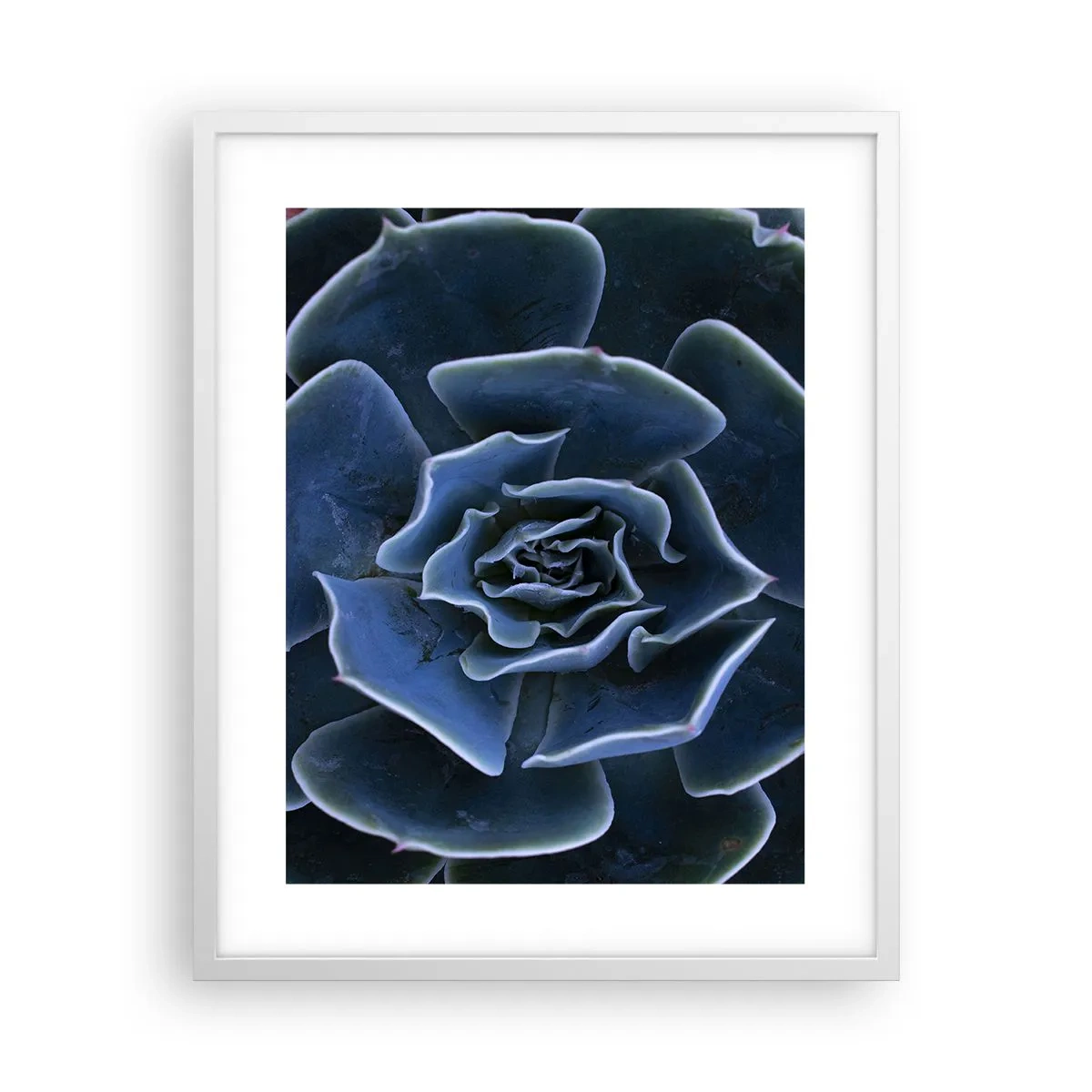 Plakat w białej ramie - Kwiat pustyni - 40x50 cm