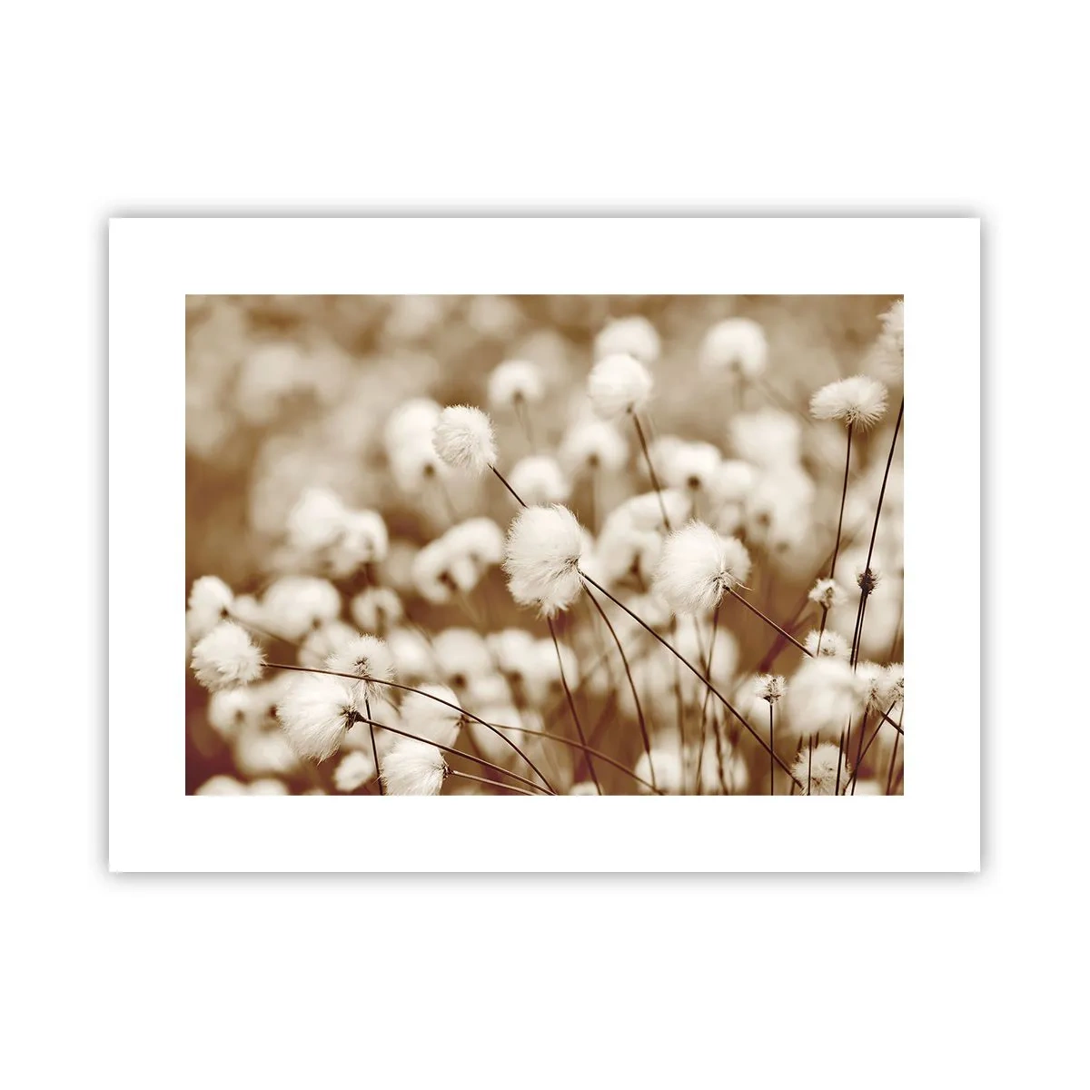 Plakat - Puszysty łan - 40x30 cm