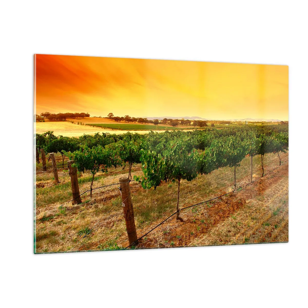 Obraz na szkle - Winorośl w ciepłym świetle zachodzącego słońca - 120x80cm - Napić się słońca - Nowoczesna dekoracja ścienna do salonu, kuchni i sypialni ARTTOR
