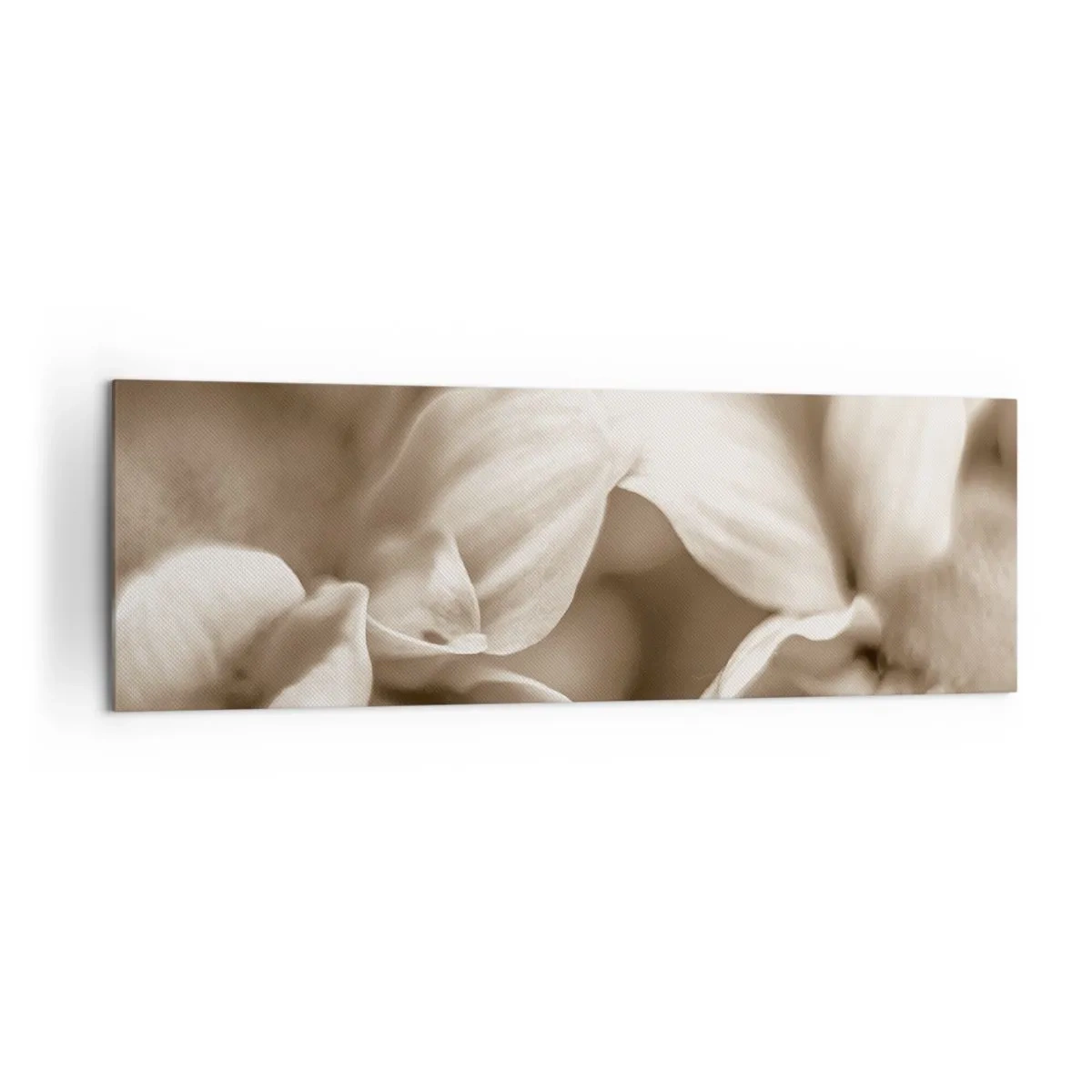 Obraz na płótnie - Zbliżenie kwiatów w delikatnej sepii o miękkich konturach - 160x50cm - Łagodne jak uśmiech - Nowoczesna dekoracja ścienna do salonu i sypialni ARTTOR