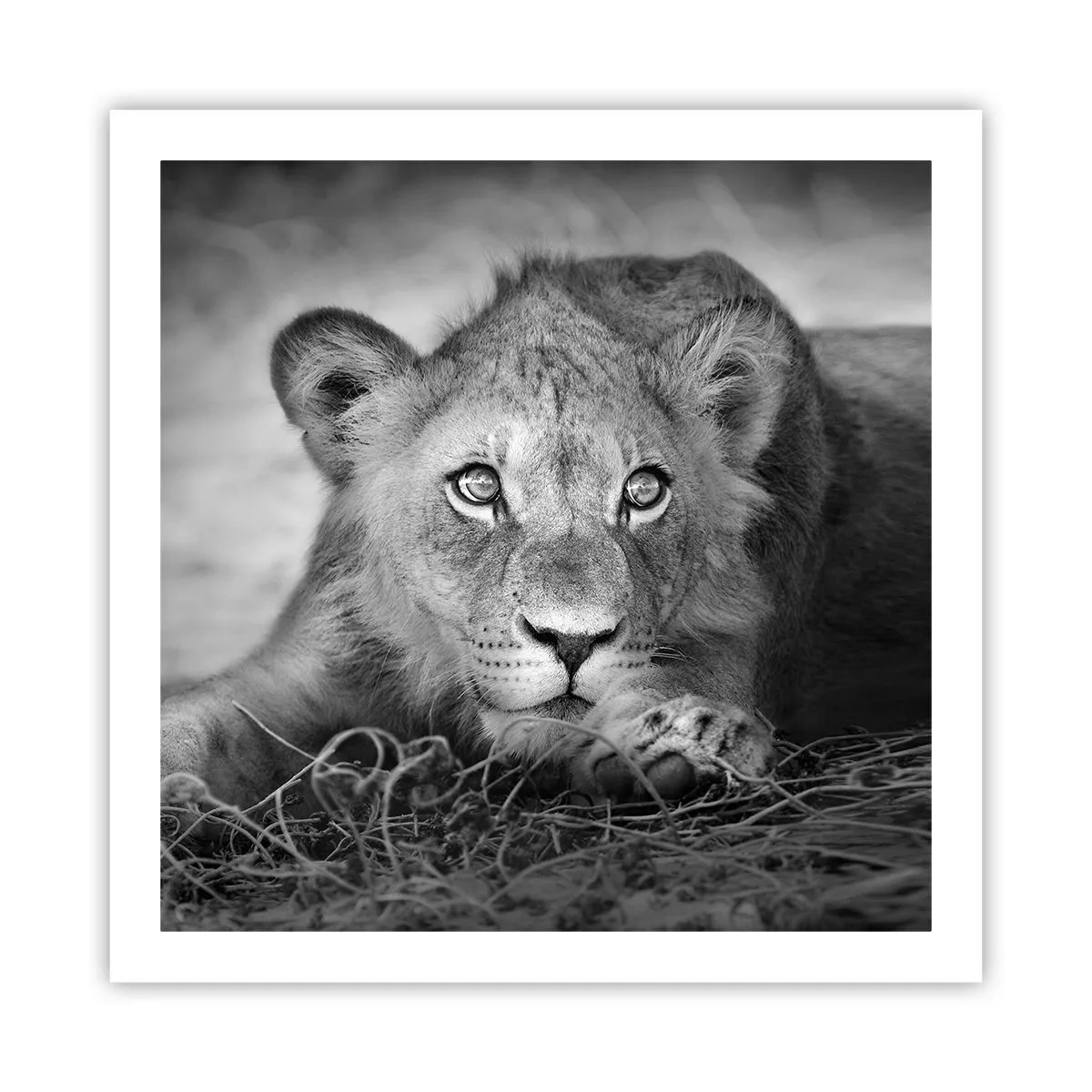 Plakat - Królewskie szczenię - 60x60 cm