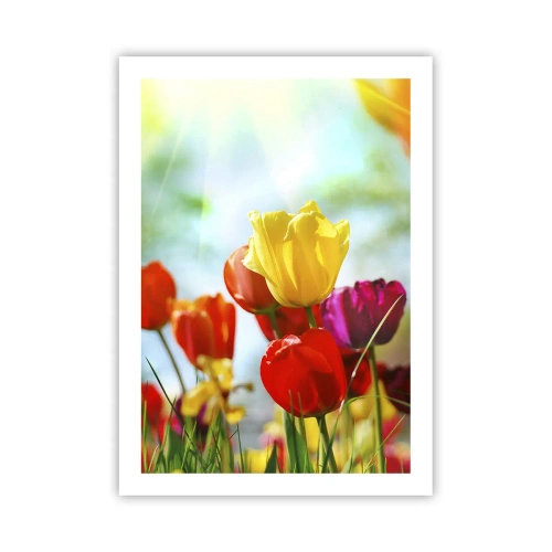 Plakat - Kolorowe tulipany w promieniach słońca - 50x70cm - Wszystkie barwy słońca - Nowoczesna dekoracja ścienna do salonu, kuchni i sypialni ARTTOR