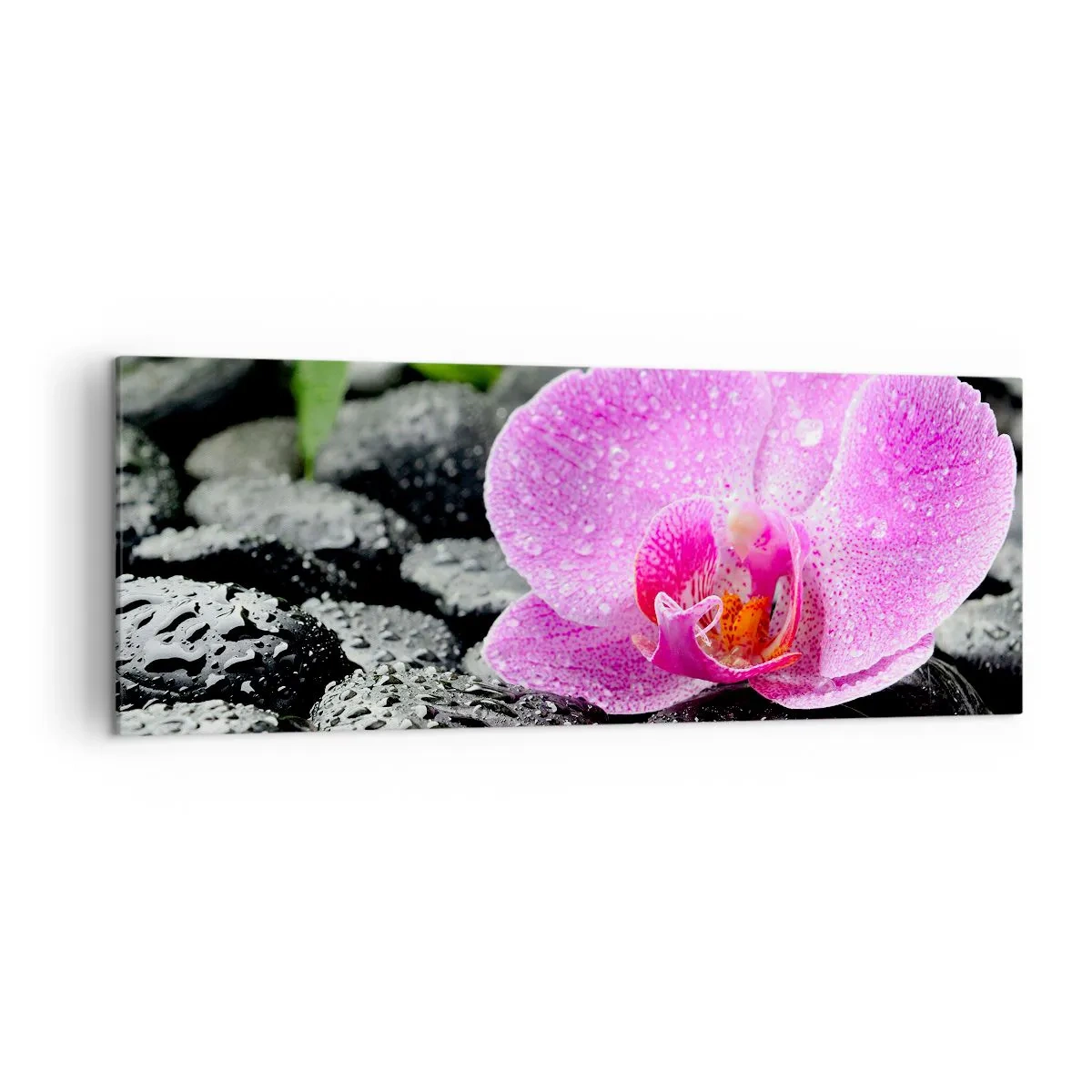 Obraz na płótnie - Różowa orchidea na mokrych czarnych kamieniach z zielonymi liśćmi - 140x50cm - Jak otwarte serce - Nowoczesna dekoracja ścienna do salonu i sypialni ARTTOR